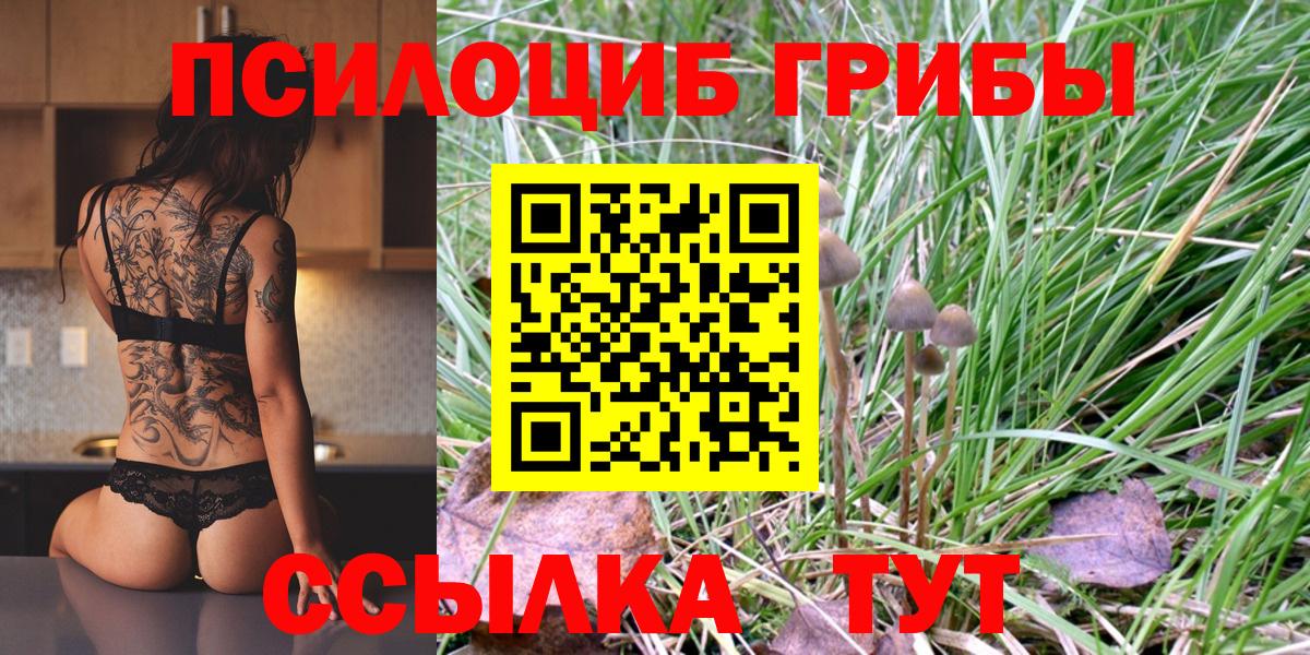 Псилоцибиновые грибы мицелий Новоалександровск